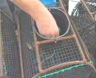 PESCA 07  GANADO